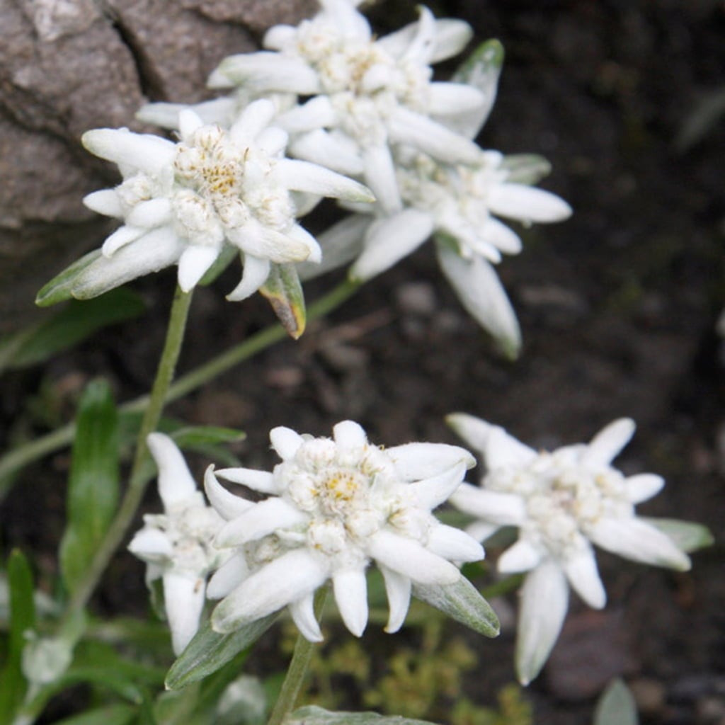 Graines de fleur d'edelweiss