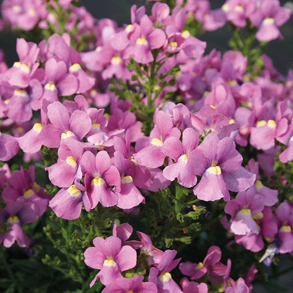 Nemesia Flower seeds for Planting - Fragrant Blossoms, Heirloom & GMO Free Seeds for Home Garden
Sale for planting in home garden.