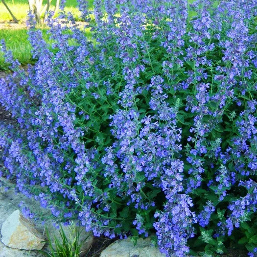 Blue Catmint (Nepeta mussinii) Herb Flower Seeds