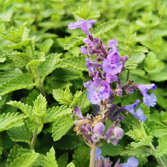 Persian Catmint Herb Seeds for Planting – Heirloom, Non-GMO, Pollinator-Friendly, Easy to Grow