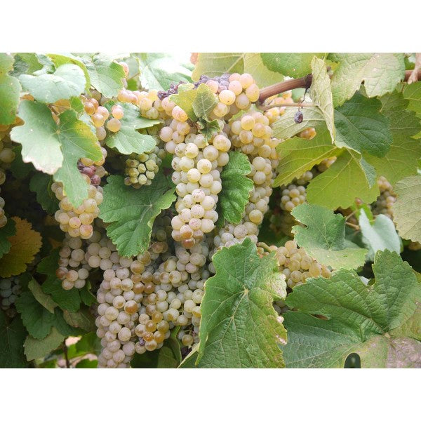 Vitis Labrusca Niagara Grape Seeds