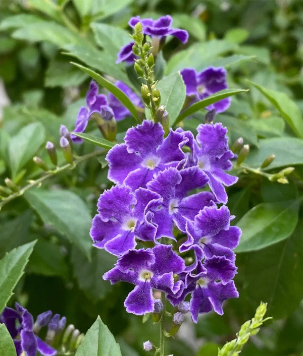 Duranta Erecta Flower Seeds