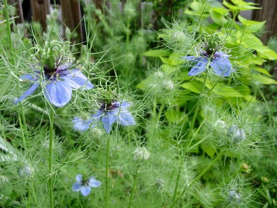 black seed fennel flower Nigella Sativa Black Cumin Spice Black Caraway Fennel Flower Herb Seeds  Organic Garden Seeds – Pure Asia Seeds