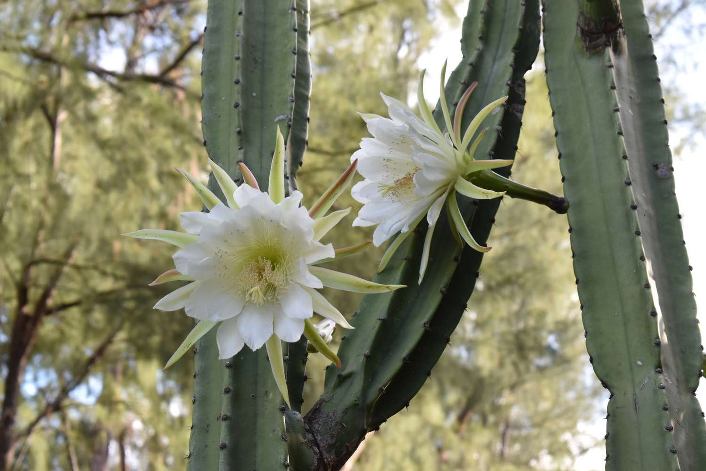 Semillas de la flor Reina de la Noche