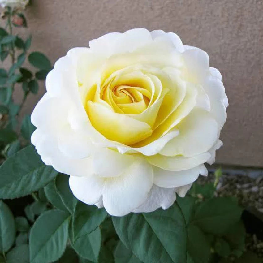 White Yellow Rose Flower seeds for Planting - Low Maintenance, Heirloom & GMO Free Seeds for Home Garden
Sale seeds for planting in home garden