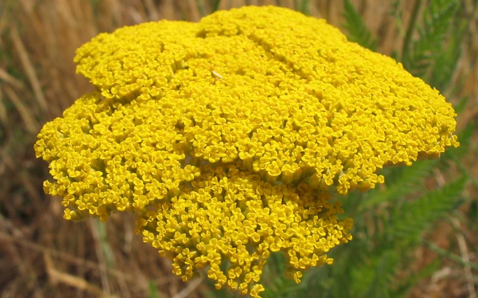 Non-GMO Achillea Seeds Planting Guide