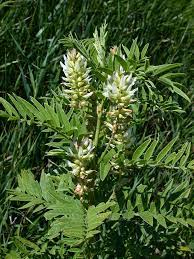 American Licorice Seeds (Glycyrrhiza lepidota)