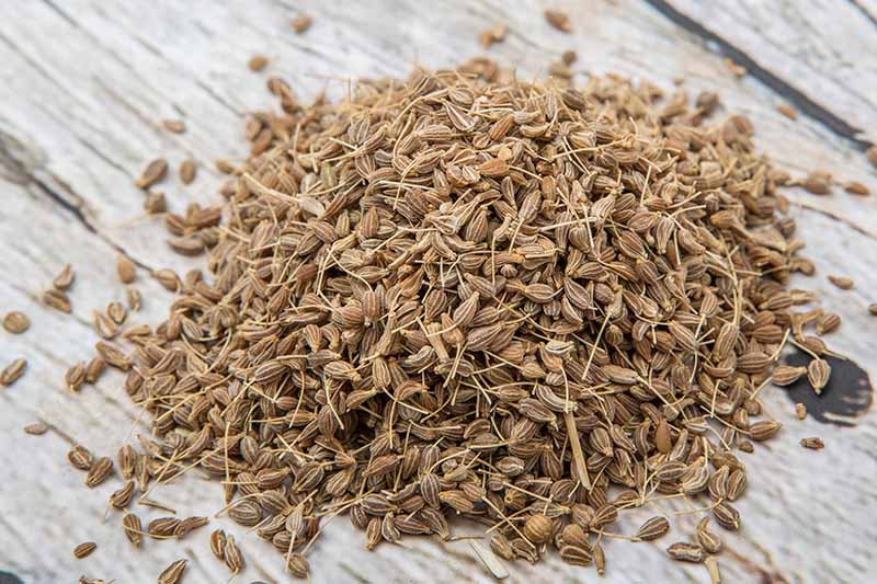 Anise Herb (Pimpinella anisum) Seeds