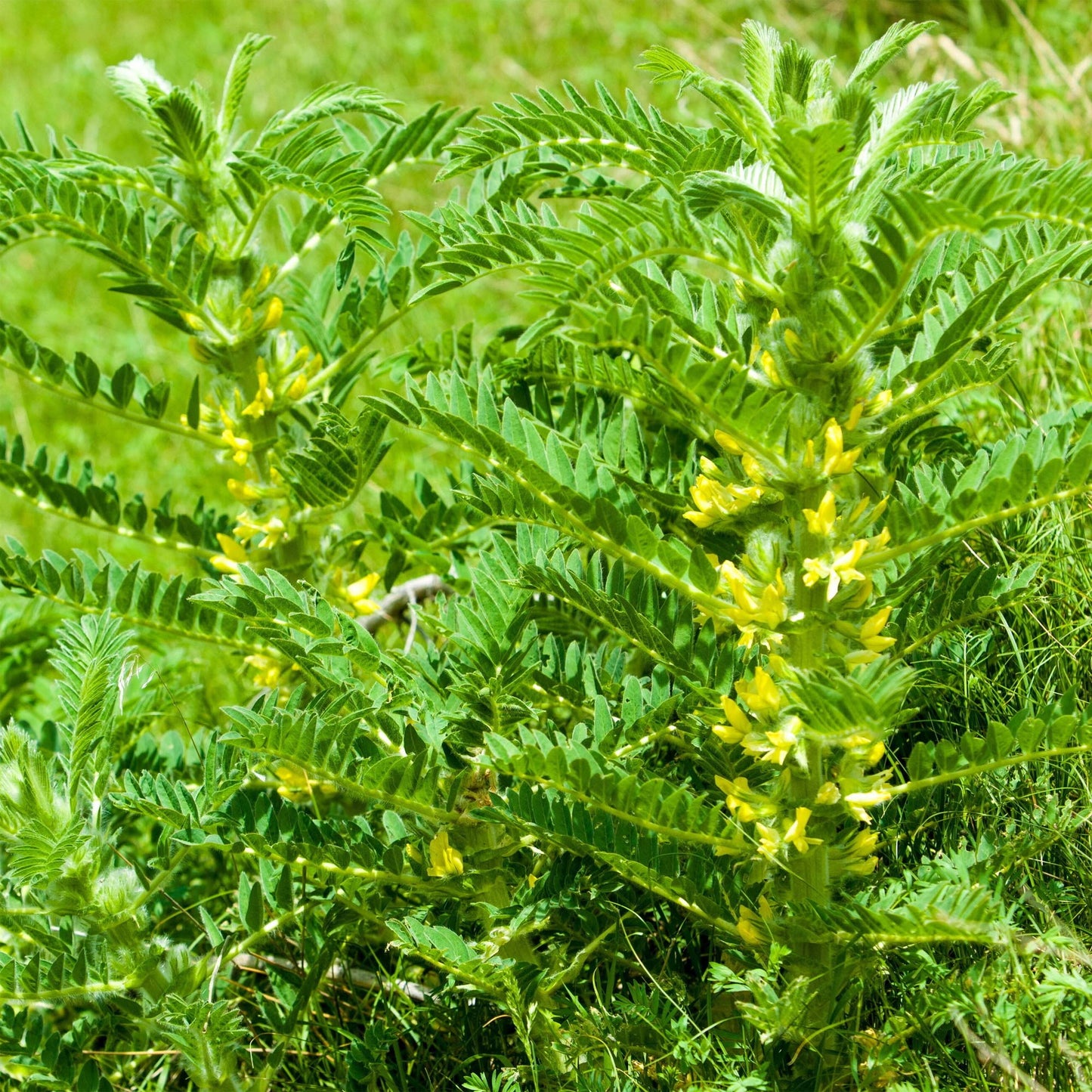 Astragalus Seeds (Astragalus membranaceus)