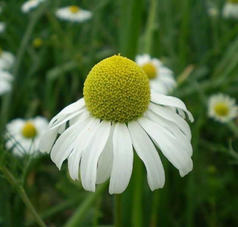 Chamomile Seeds - Bodegold (Matricaria recutita)