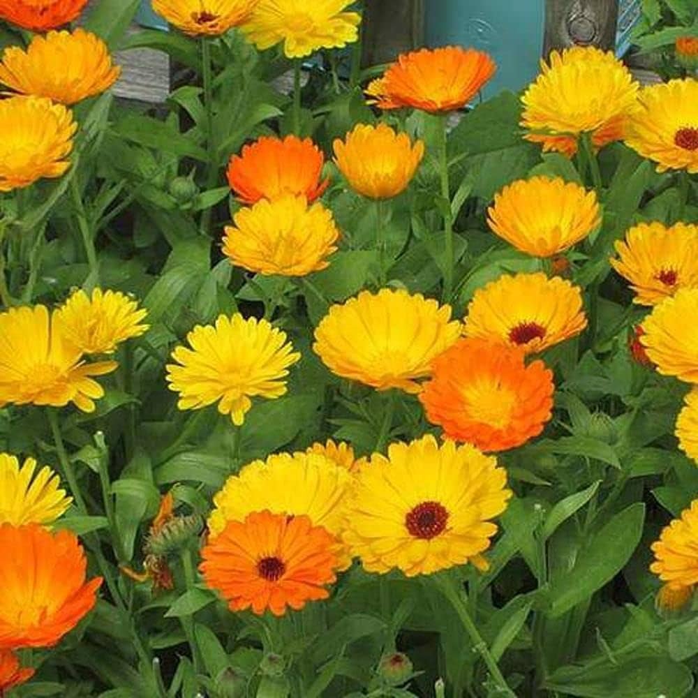 Calendula (Calendula officinalis) – Common Calendula Seeds