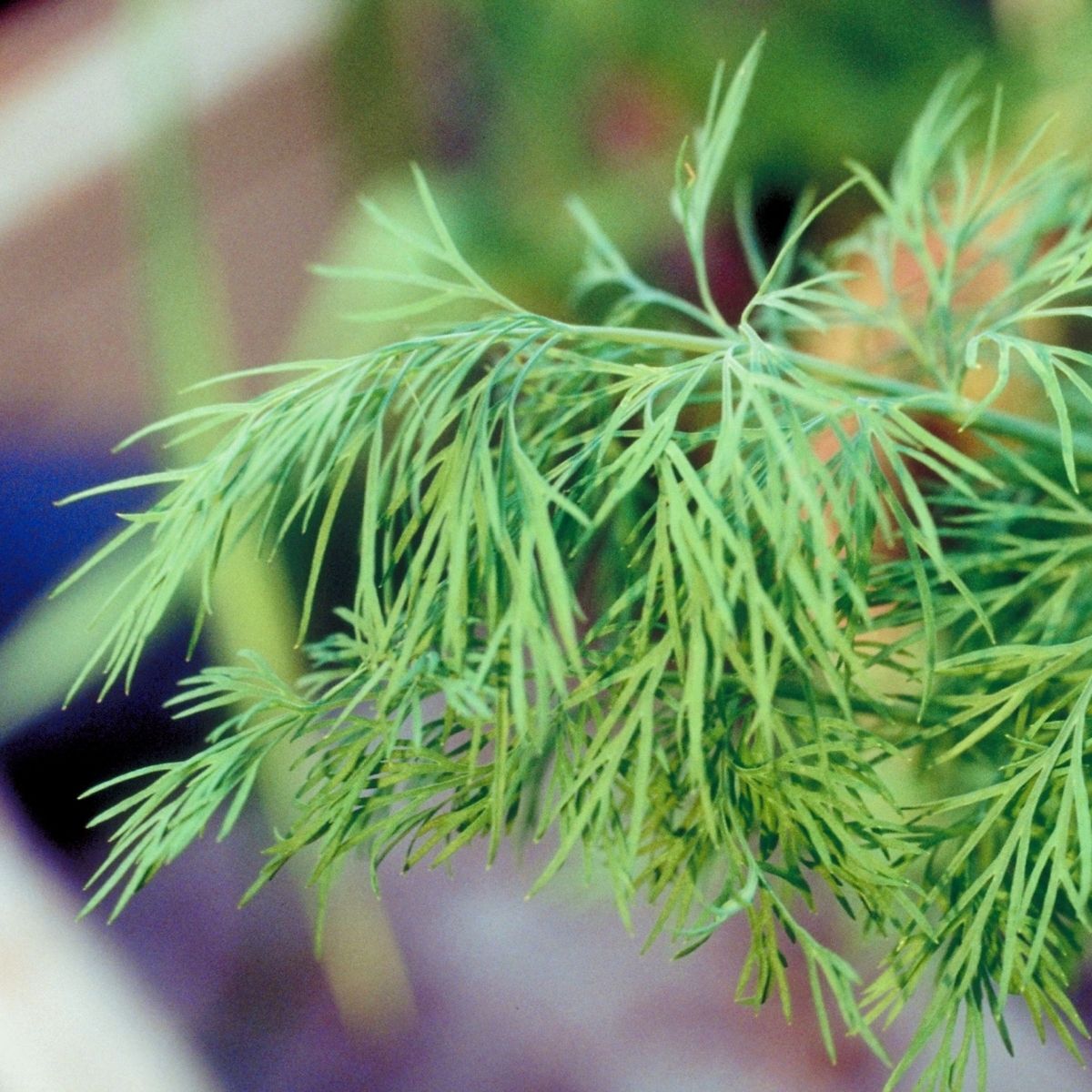 Compatto Dill (Anethum graveolens) Seeds
