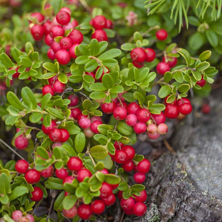 Perennial American Cranberry (Vaccinium macrocarpon) Red Fruit Bush Seeds