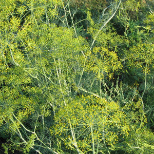 Dukat Strain Dill (Anethum graveolens) Seeds