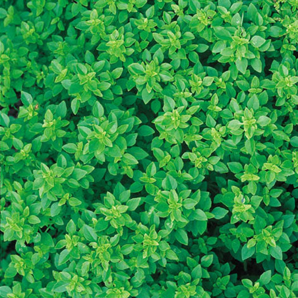 Dwarf Greek Basil (Ocimum basilicum) Seeds