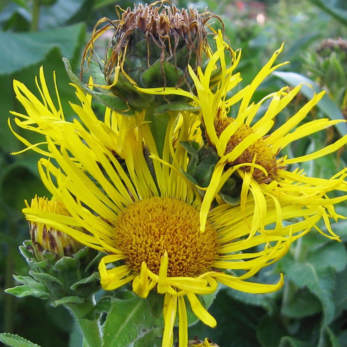Elecampane (Inula helenium) Seeds