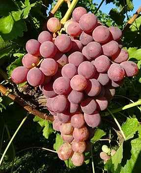Giant Red Globe Grape (Vitis vinifera) Fruit Vine Seeds