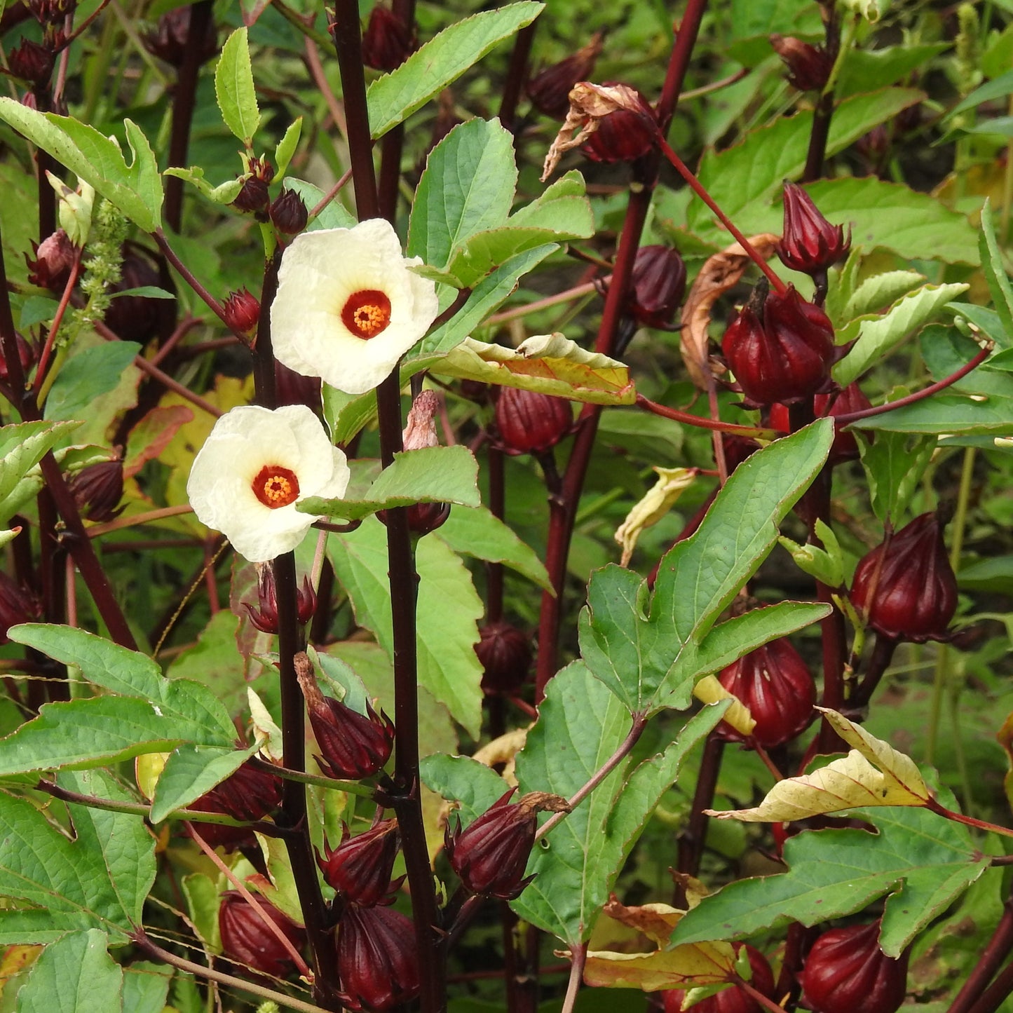 Hibiscus-Roselle (Hibiscus sabdariffa) Seeds