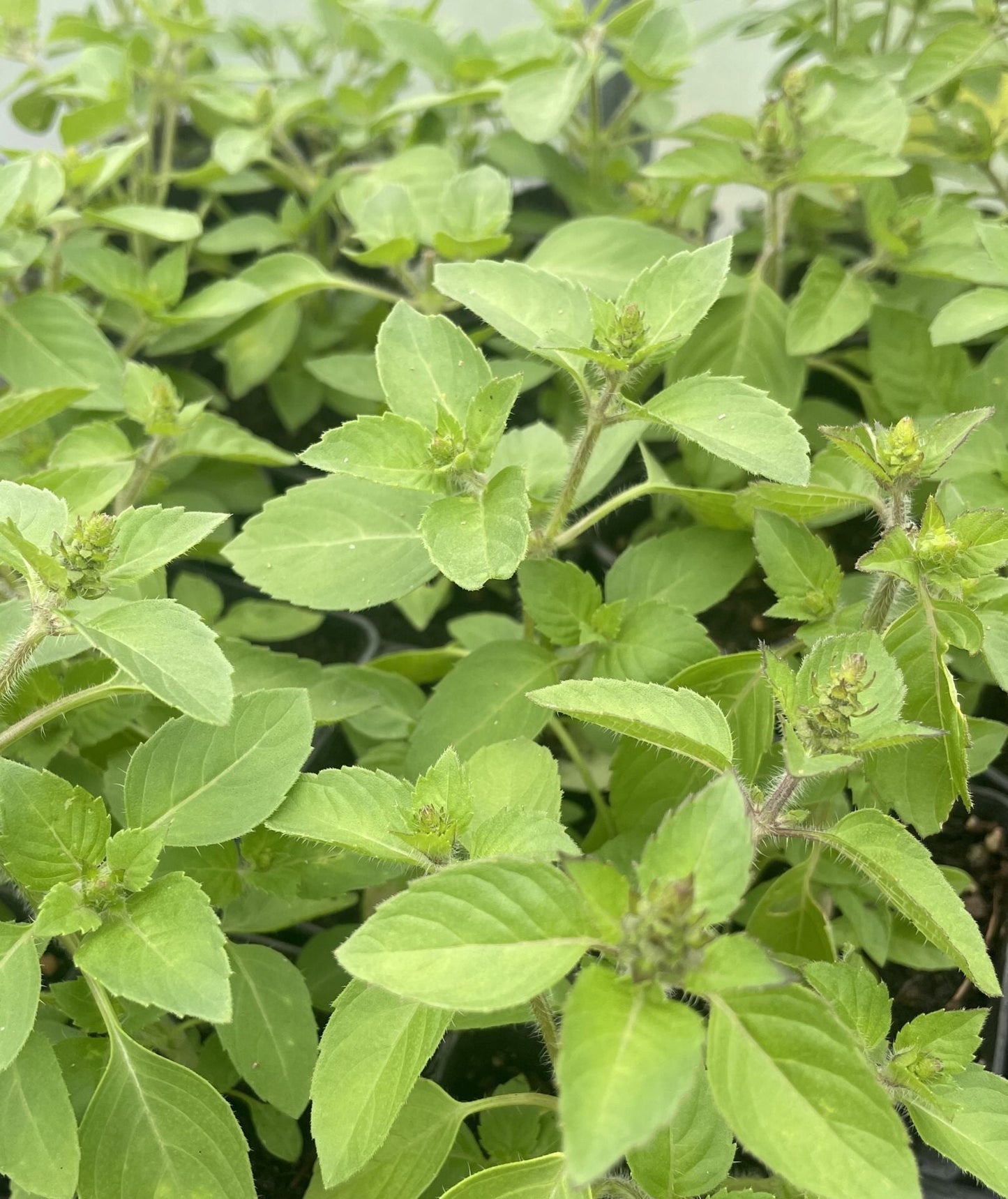 Holy Basil (Ocimum sanctum) Seeds