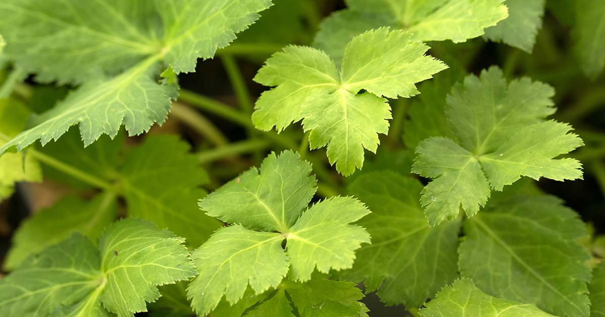 Mitsuba Japanese Parsley (Cryptotaenia japonica) Seeds – 50-60 Days