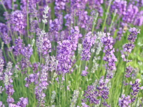 English Lavender (Lavandula angustifolia) Seeds