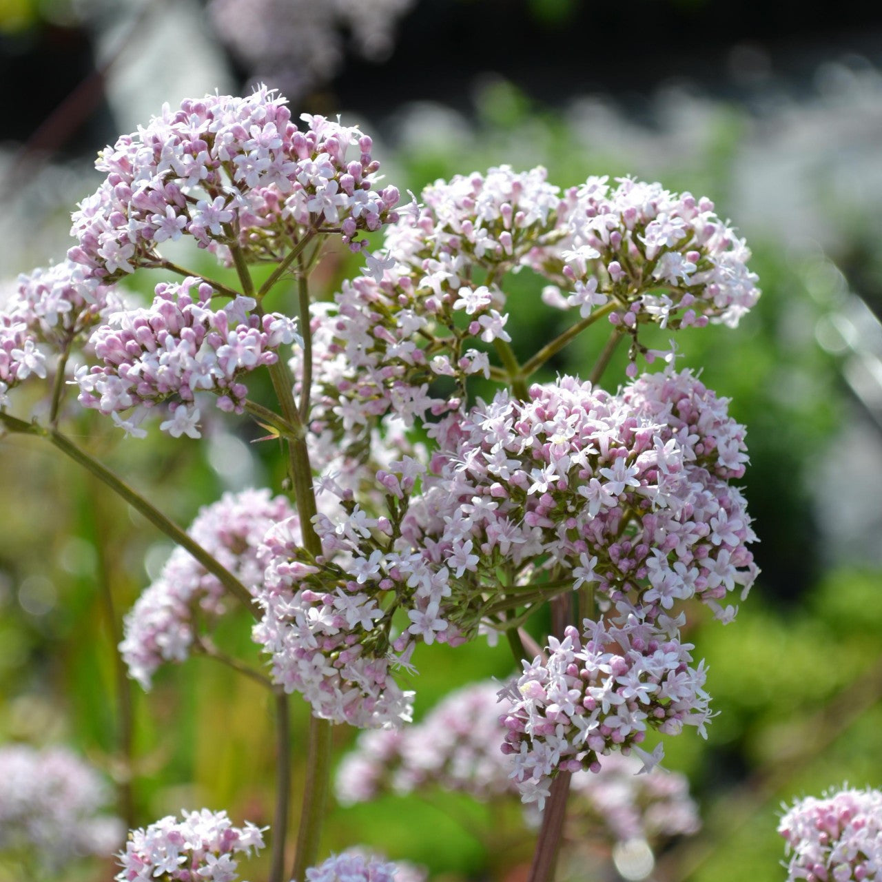 Lubelski Valerian (Valeriana officinalis 'Lubelski') Seeds