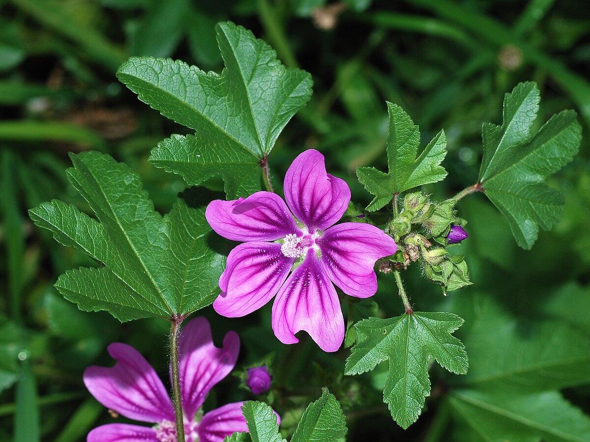 Common Mallow (Malva sylvestris) Seeds