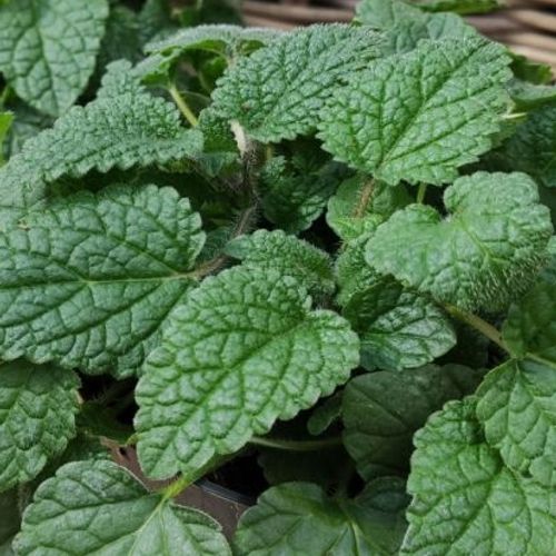 Mandarina Lemon Balm (Melissa officinalis 'Mandarina') Seeds
