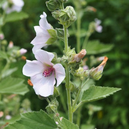 Marshmallow (Althaea officinalis) Seeds