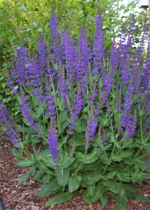 Meadow Sage (Salvia nemorosa) Seeds