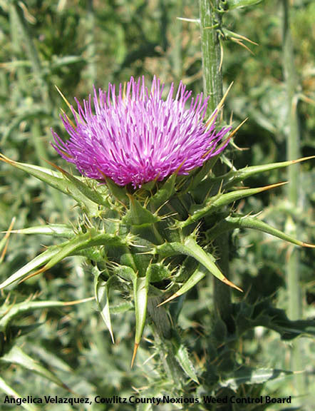 Milk Thistle (Silybum marianum) Seeds