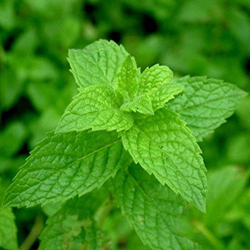 Mint (Mentha) Seeds