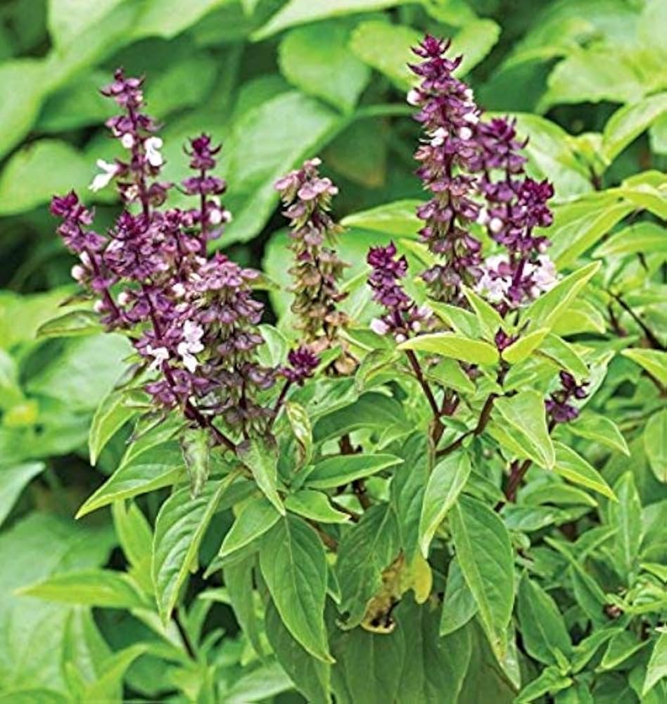 Basilico Mostruoso Basil (Ocimum basilicum 'Mostruoso') Seeds