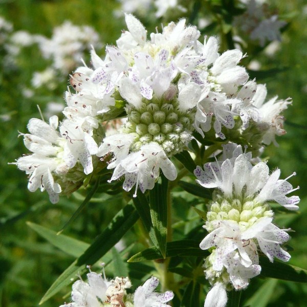 Mountain Mint (Pycnanthemum muticum) Seeds
