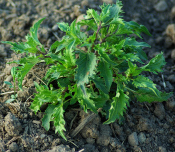 Mrihani Basil (Ocimum basilicum 'Mrihani') Organic Seeds