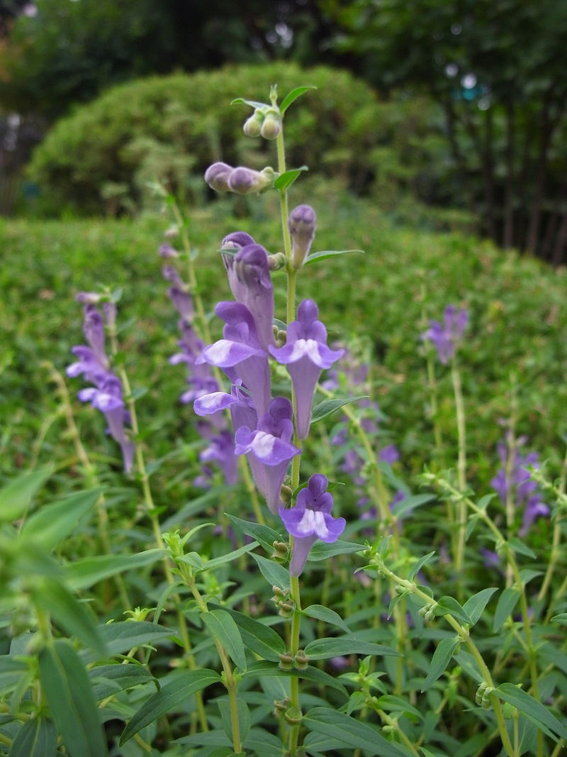 Scullcap (Scutellaria lateriflora) Seeds