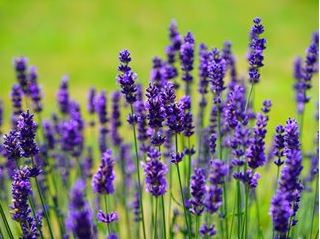 Old-Fashioned English Lavender (Vera) (Lavandula angustifolia) Seeds