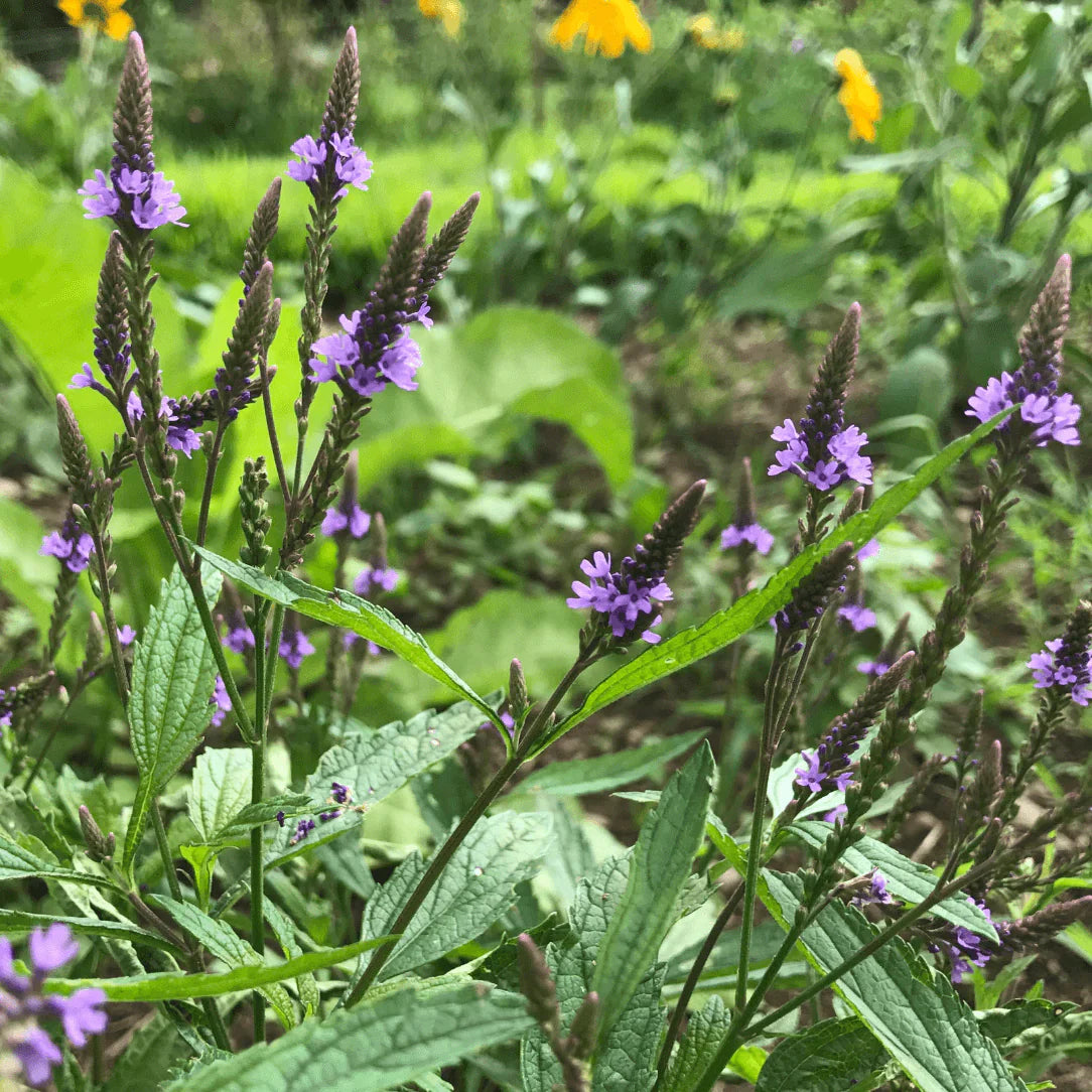 Non-GMO Verbena Flower Seeds for Home Gardening