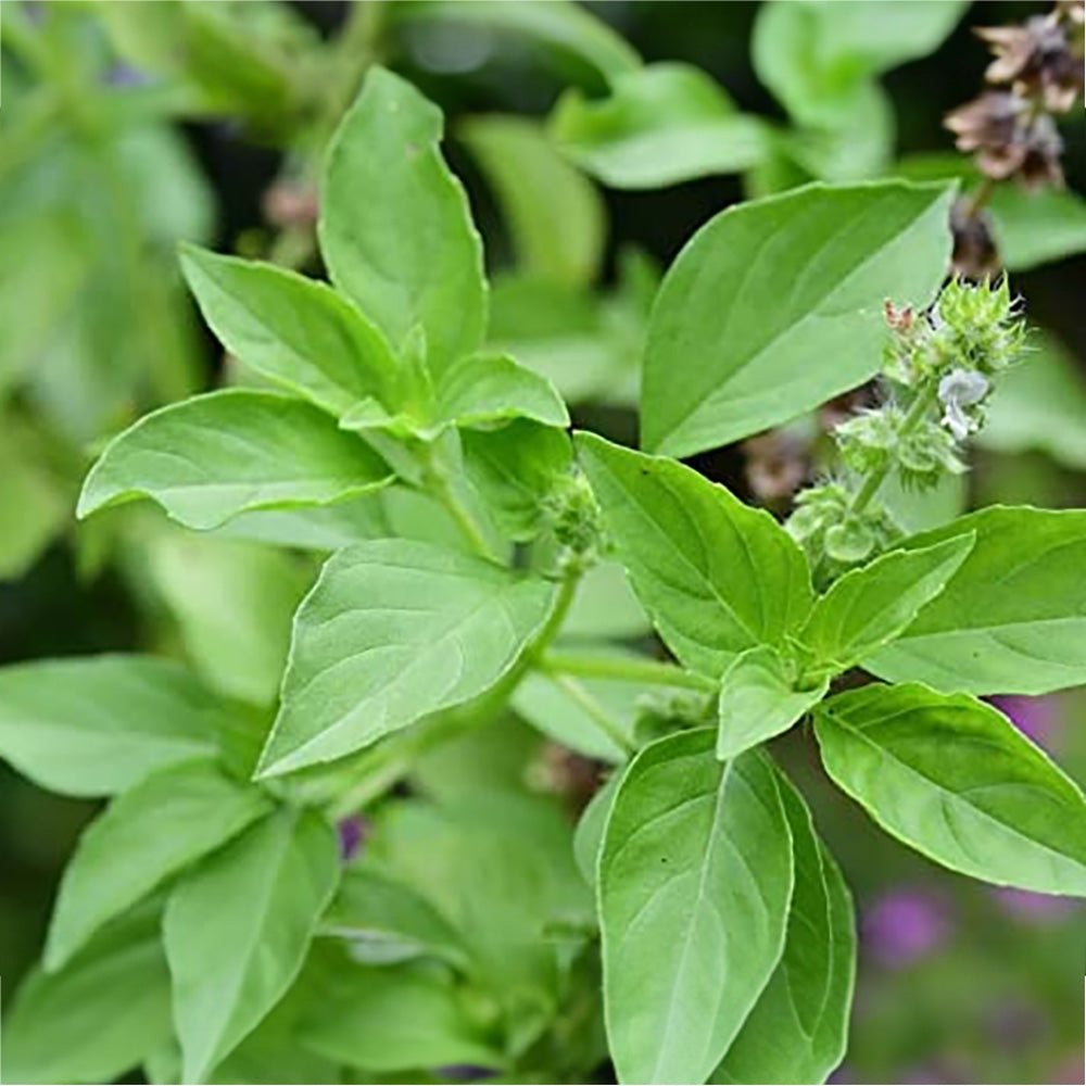 Tulsi Vana Basil (Ocimum gratissimum) Seeds