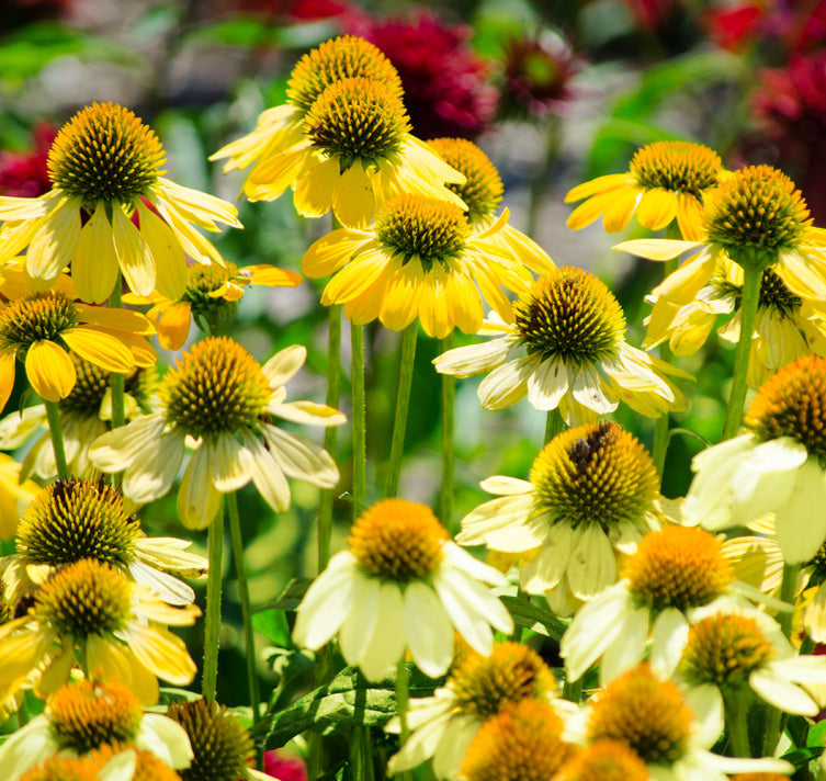 Echinacea Seeds - Yellow (Echinacea purpurea 'Yellow')