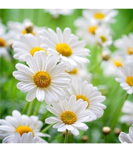 Chamomile Seeds - Zloty Lan (Matricaria chamomilla)