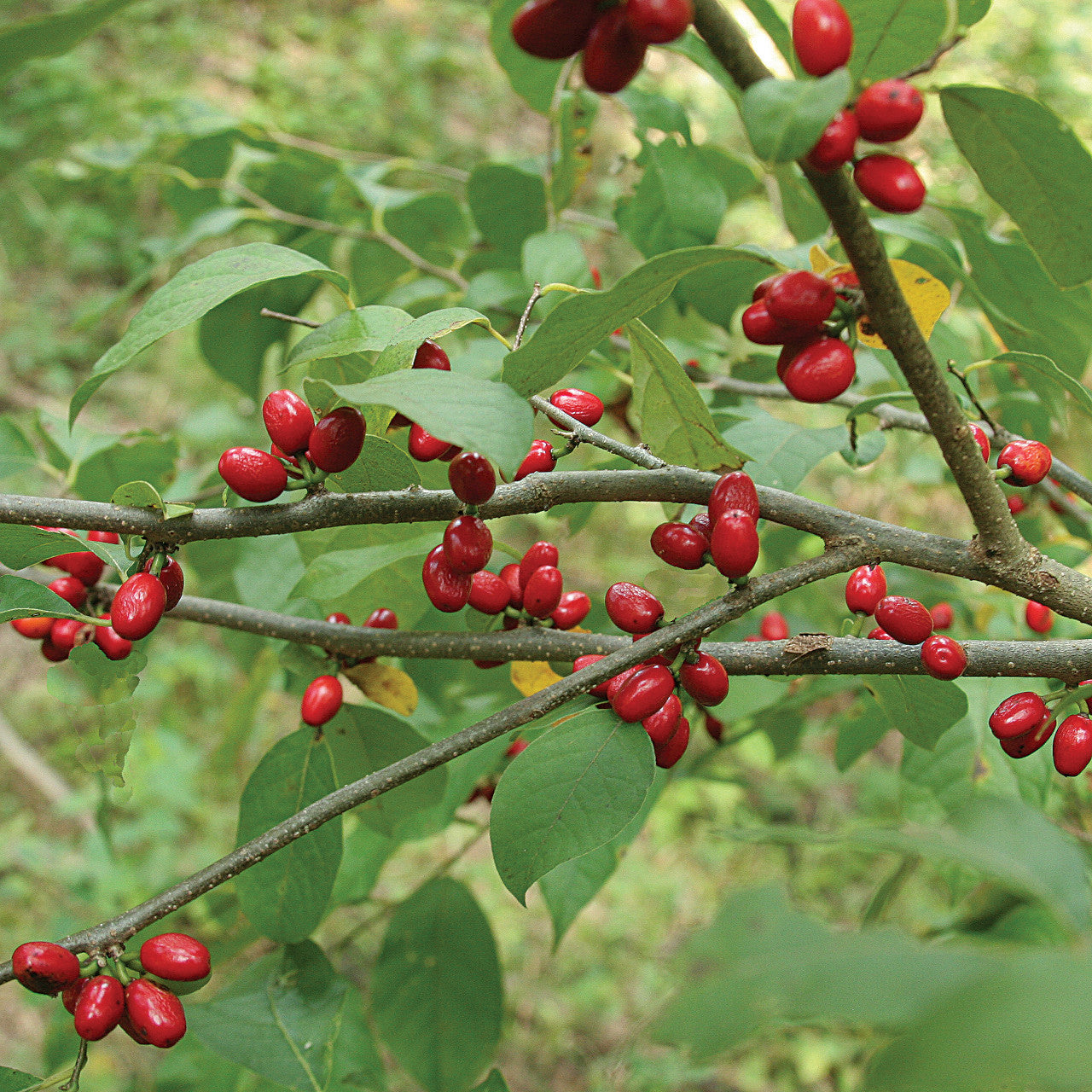 Gewürzstrauch (Lindera benzoin) Wilder Piment Nordlicher Gewürzstrauch Rote Beere Gelbe Blüte Samen
