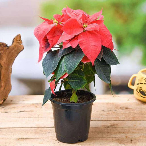 Poinsettia Shrub Flower Seeds
