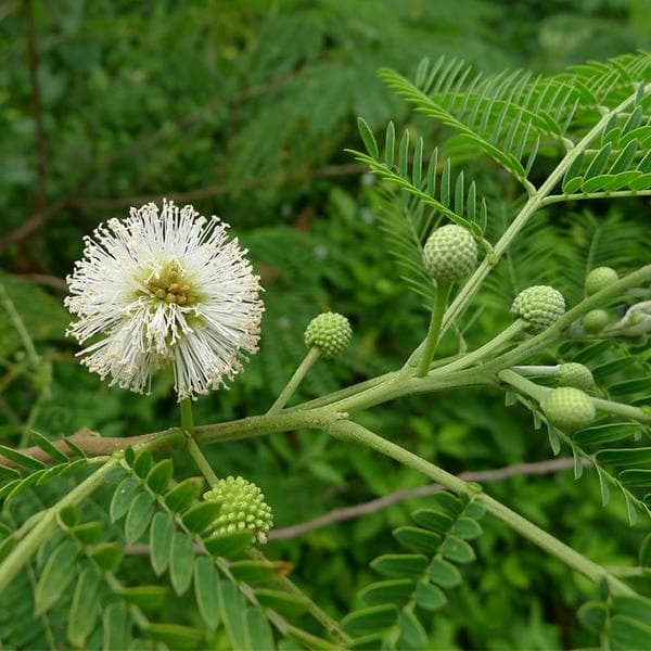 Weiße Tamarindenbaumsamen