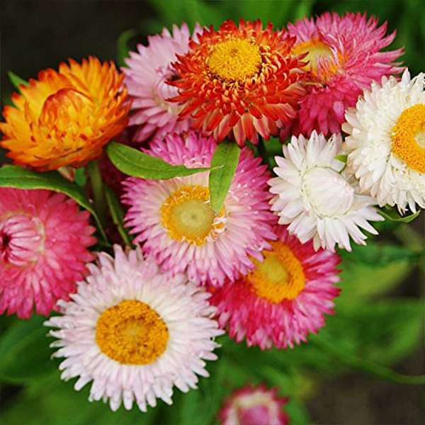 Helichrysum Bracteatum Flower seeds for Planting Pollinator Friendly Heirloom & GMO Free Seeds for Home Garden