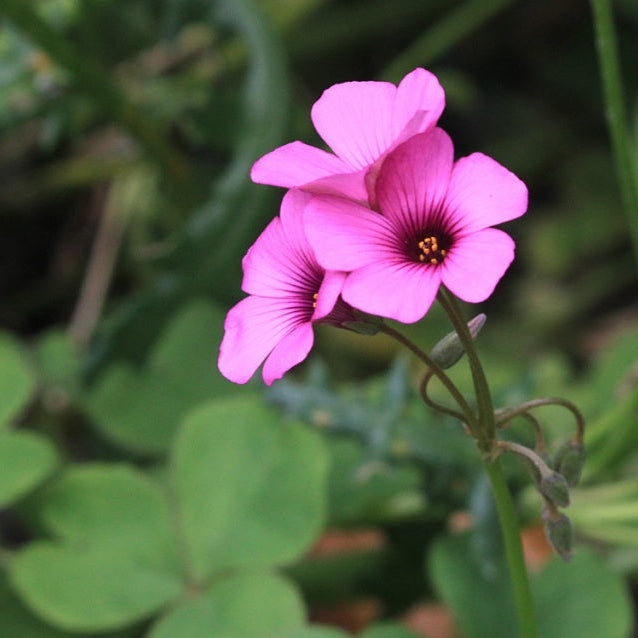 Pink Wood-Sorrel Flower Seeds