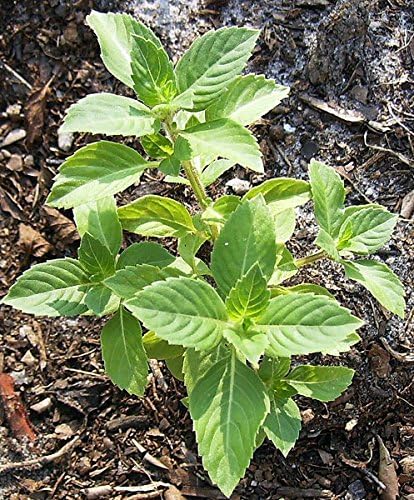 Ocimum Sanctum Holy Basil Herb Seeds