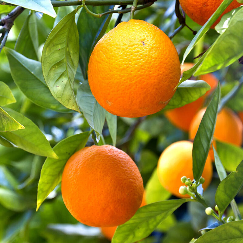 Dwarf Orange Fruit Seeds