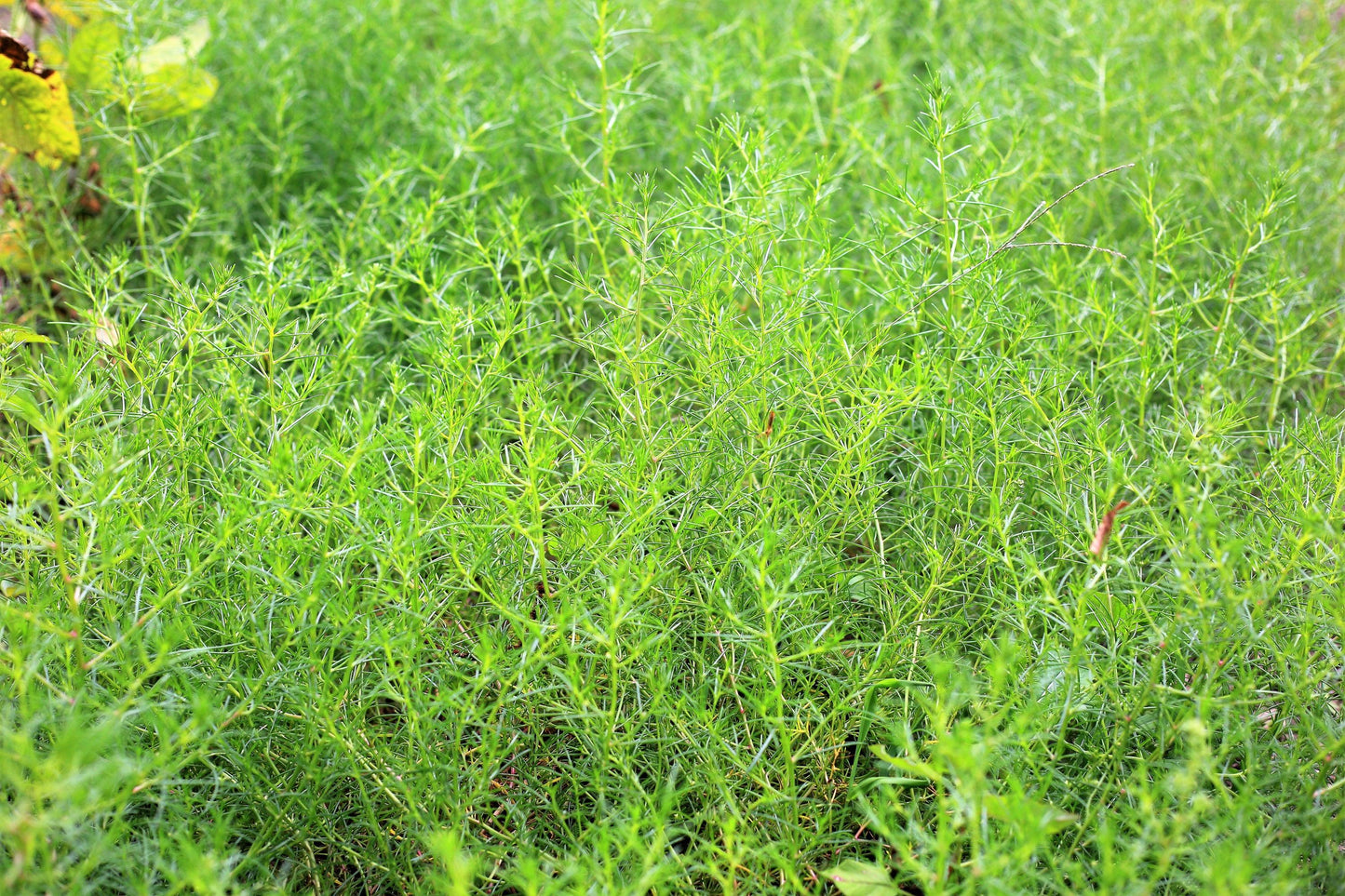 Saltwort Okahijiki Japanese Greens (Salsola komarovii) Leaf Vegetable Seeds