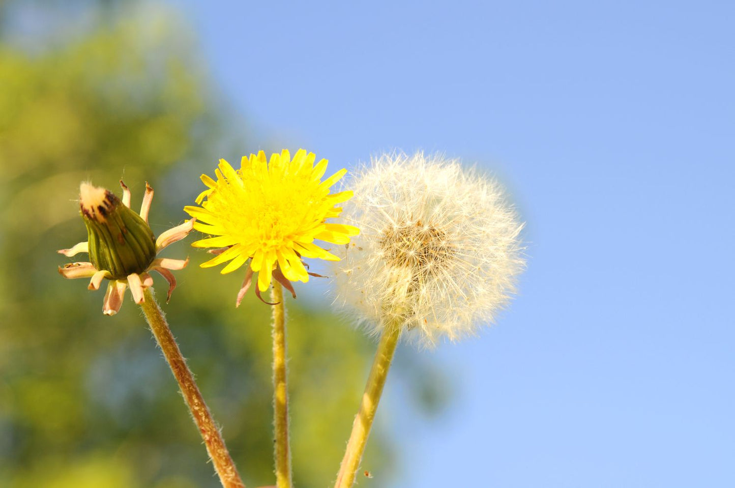 Dandelion Flower seeds for Planting - Vibrant Colors, Heirloom & GMO Free Seeds for Home Garden